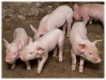 男女・学歴不問の飼育スタッフ(養豚管理) | 有限会社 池宮城畜産の求人