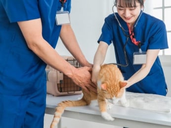 動物看護師・看護助手 | なぎさ動物病院の求人