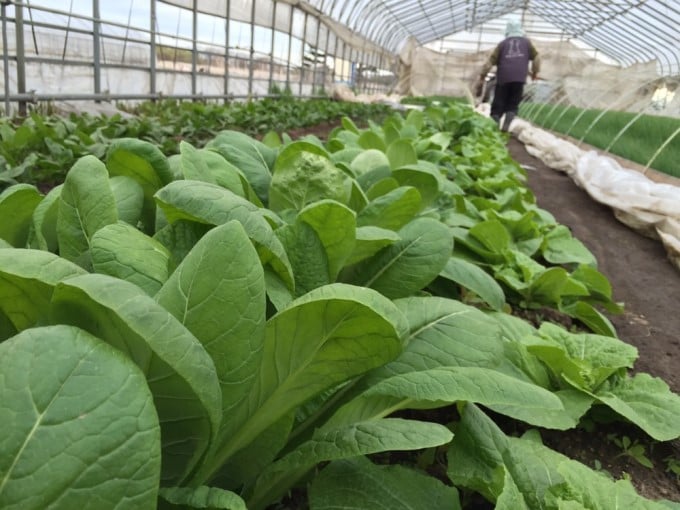 軽作業兼配送ドライバー | 大城農園 (株式会社 R style)の求人