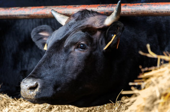 養牛管理業務 | 合同会社 南國農研の求人