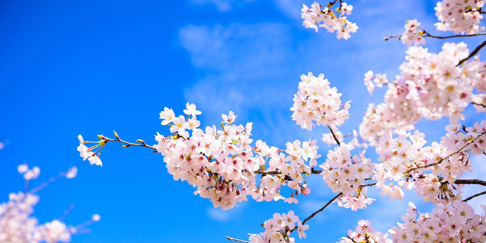 有料老人ホームさくらの園・デイサービスセンターさくら