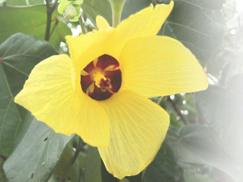 社会福祉法人ゆうなの会