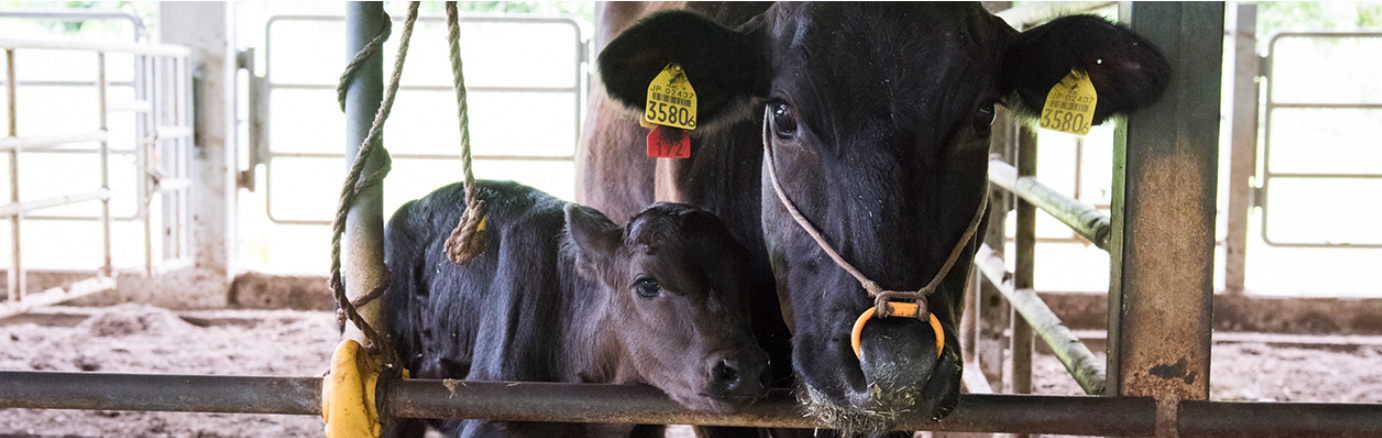 株式会社もとぶ牧場