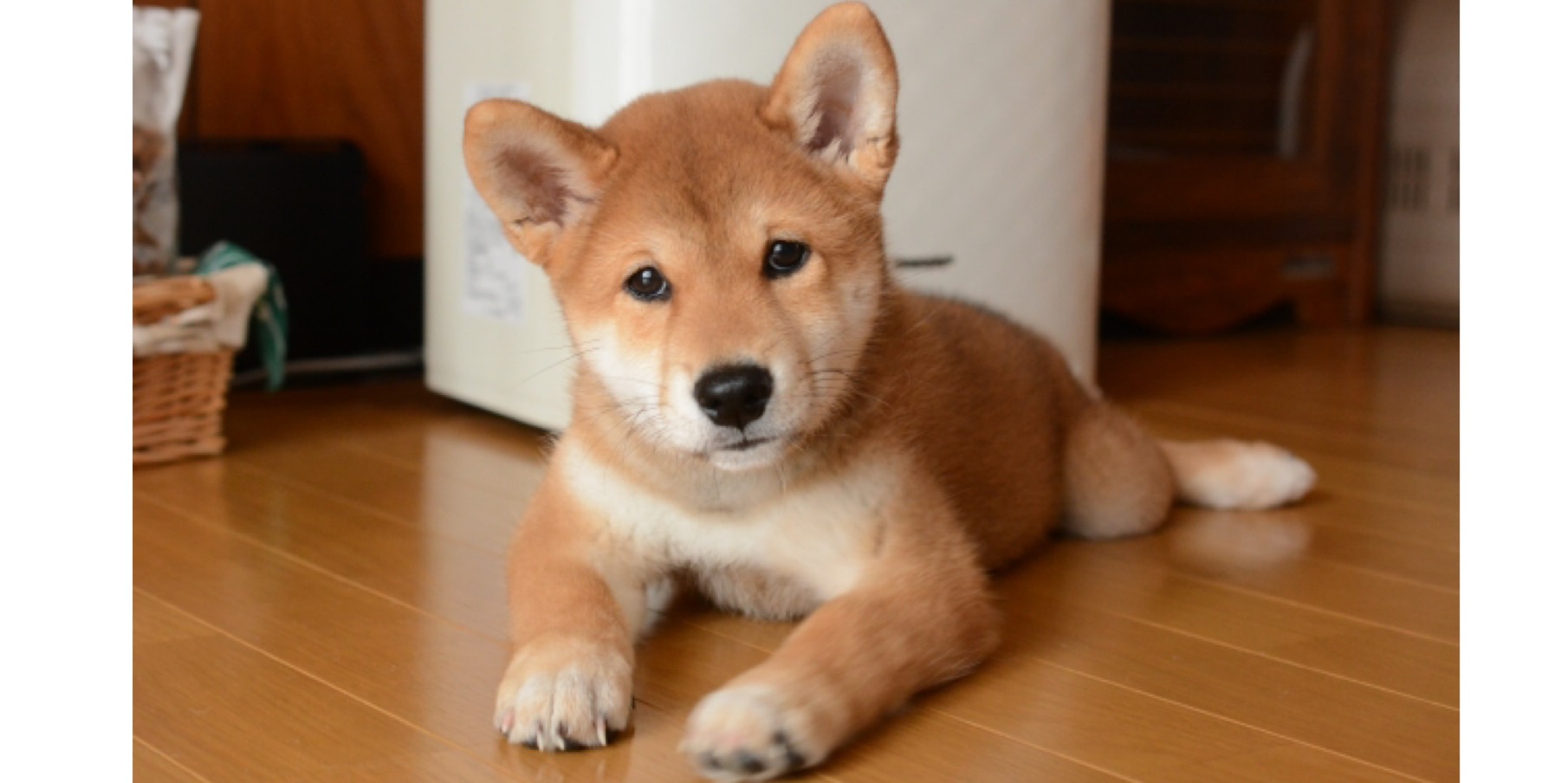 アイリスいぬとねこの病院