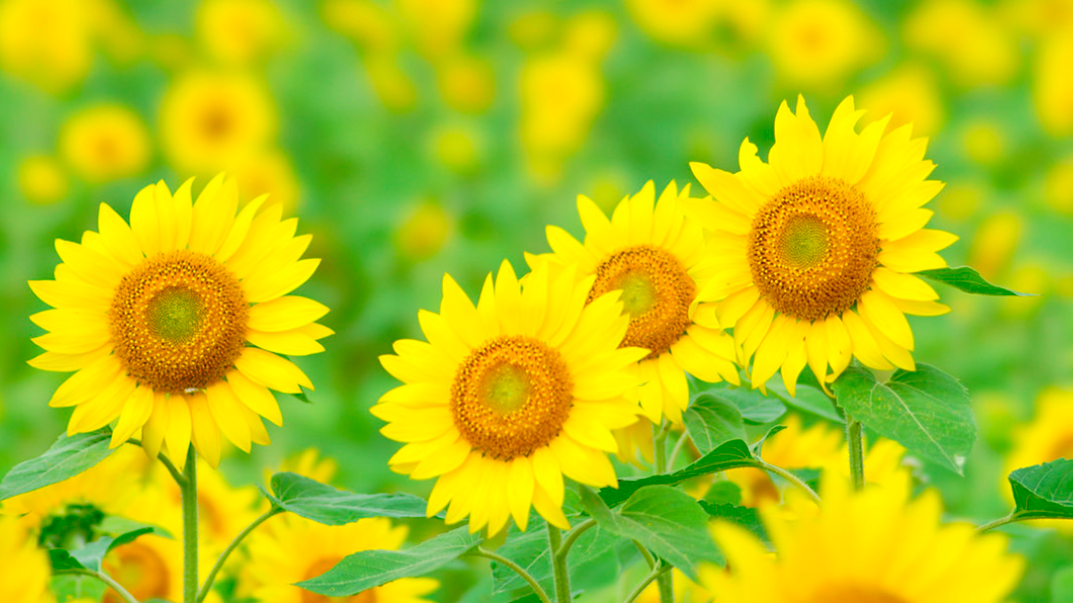 有限会社 在宅介護サービスひまわり