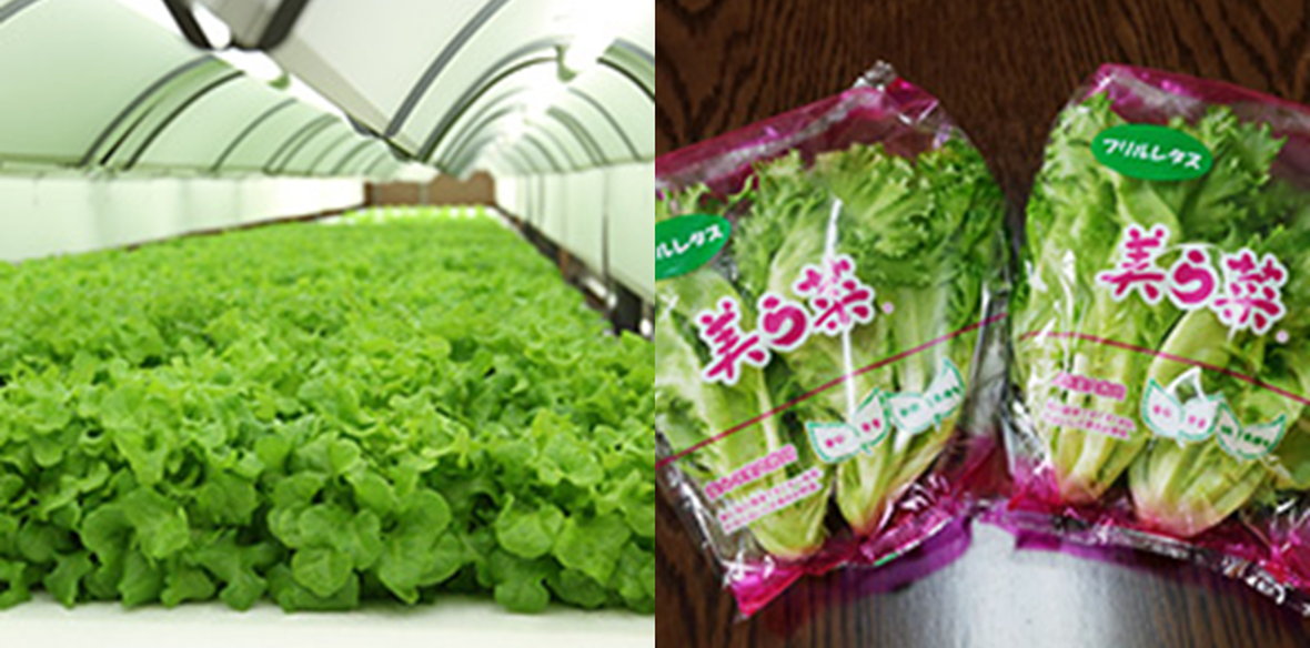 株式会社 グリーンプラントカミヤ