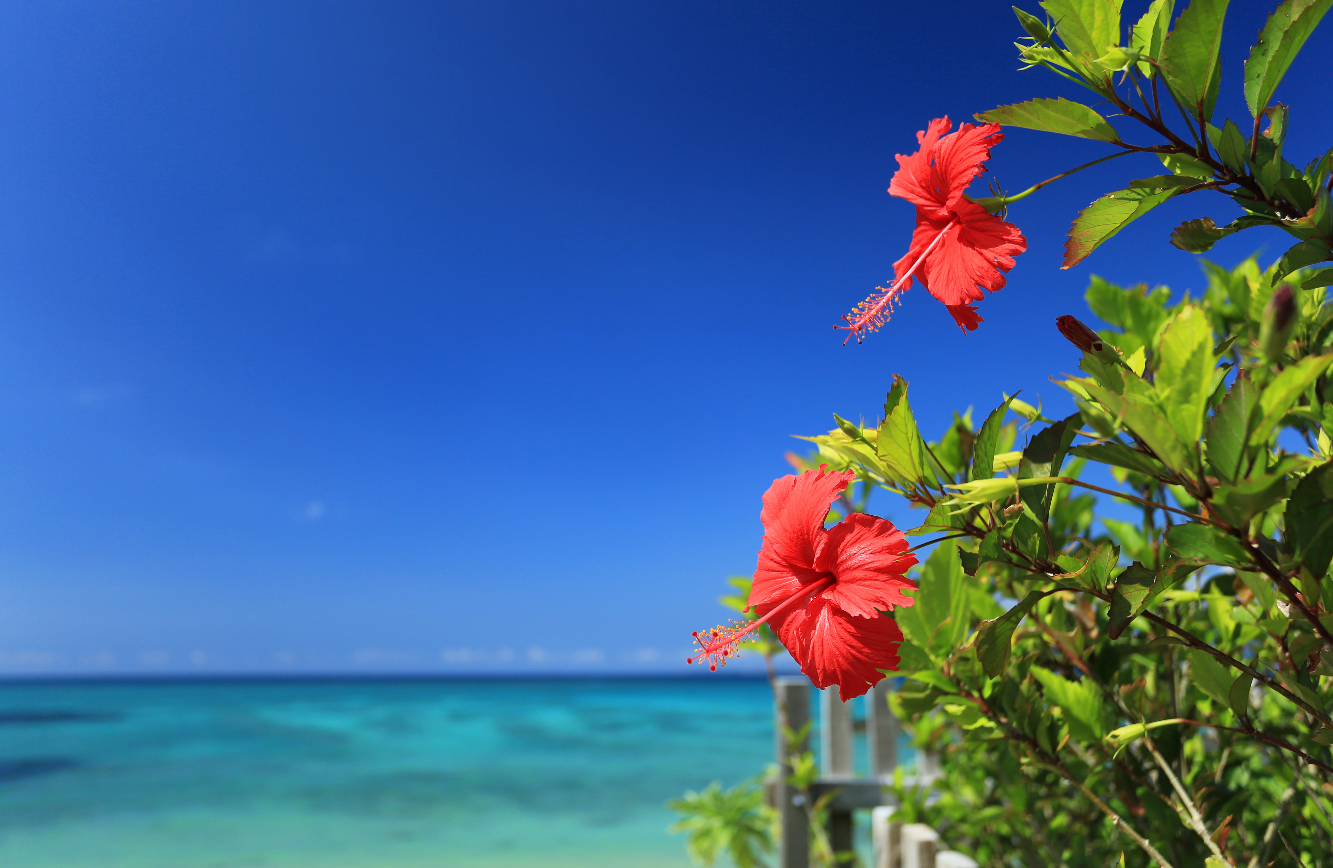 沖縄製粉 株式会社