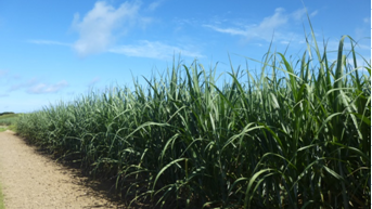 波照間製糖株式会社 波照間事業所