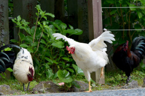 沖縄県食鳥処理協業組合