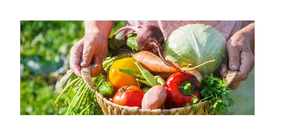 有限会社 光生青果