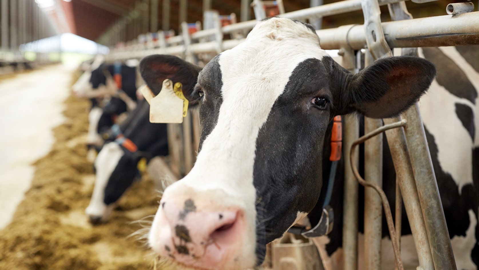 農事組合法人 沖縄市美里酪農団地組合