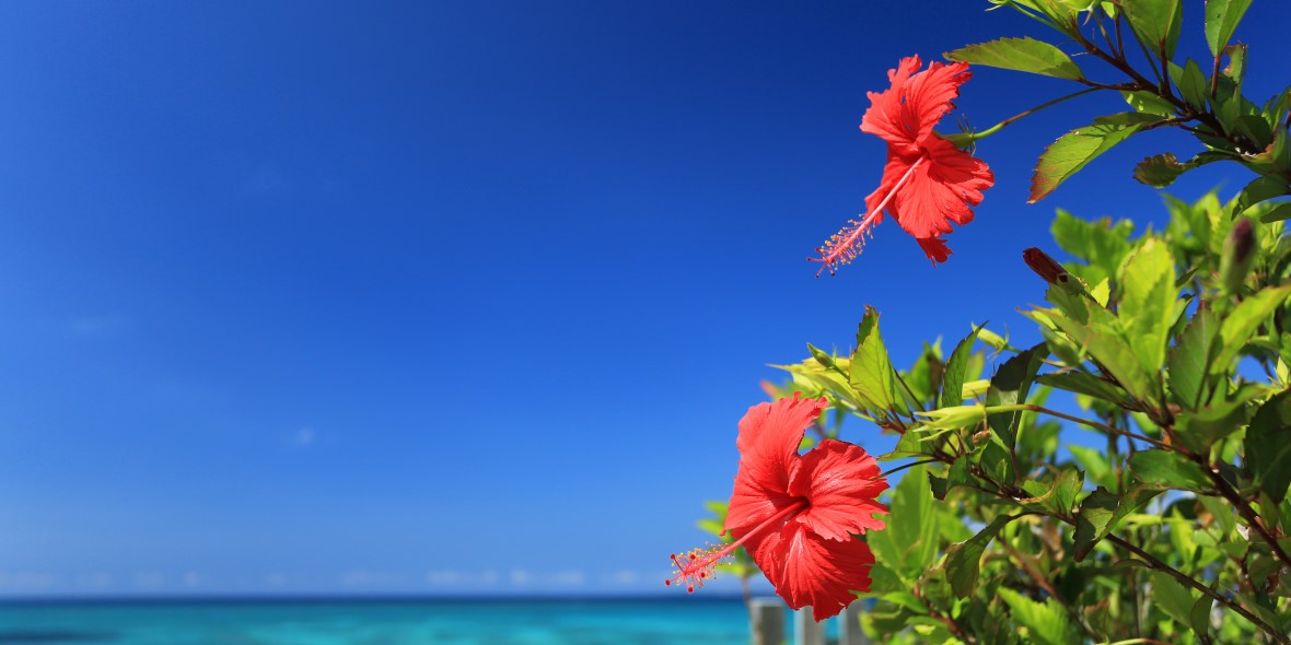 有限会社 MACHIDAYA