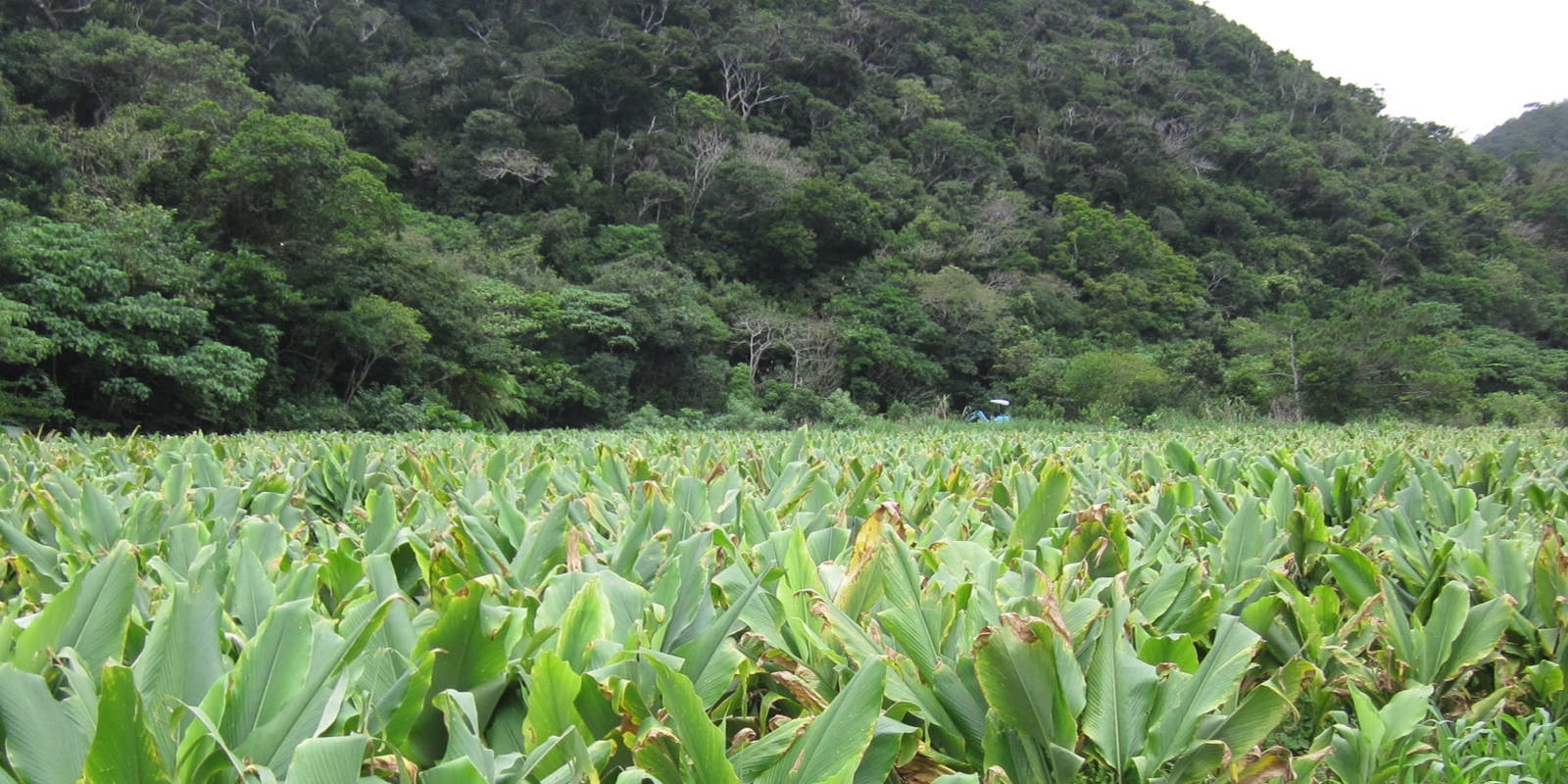 株式会社 カンゲンファーム