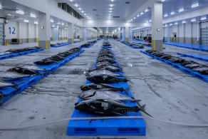 JF沖縄魚市場有限責任事業組合
