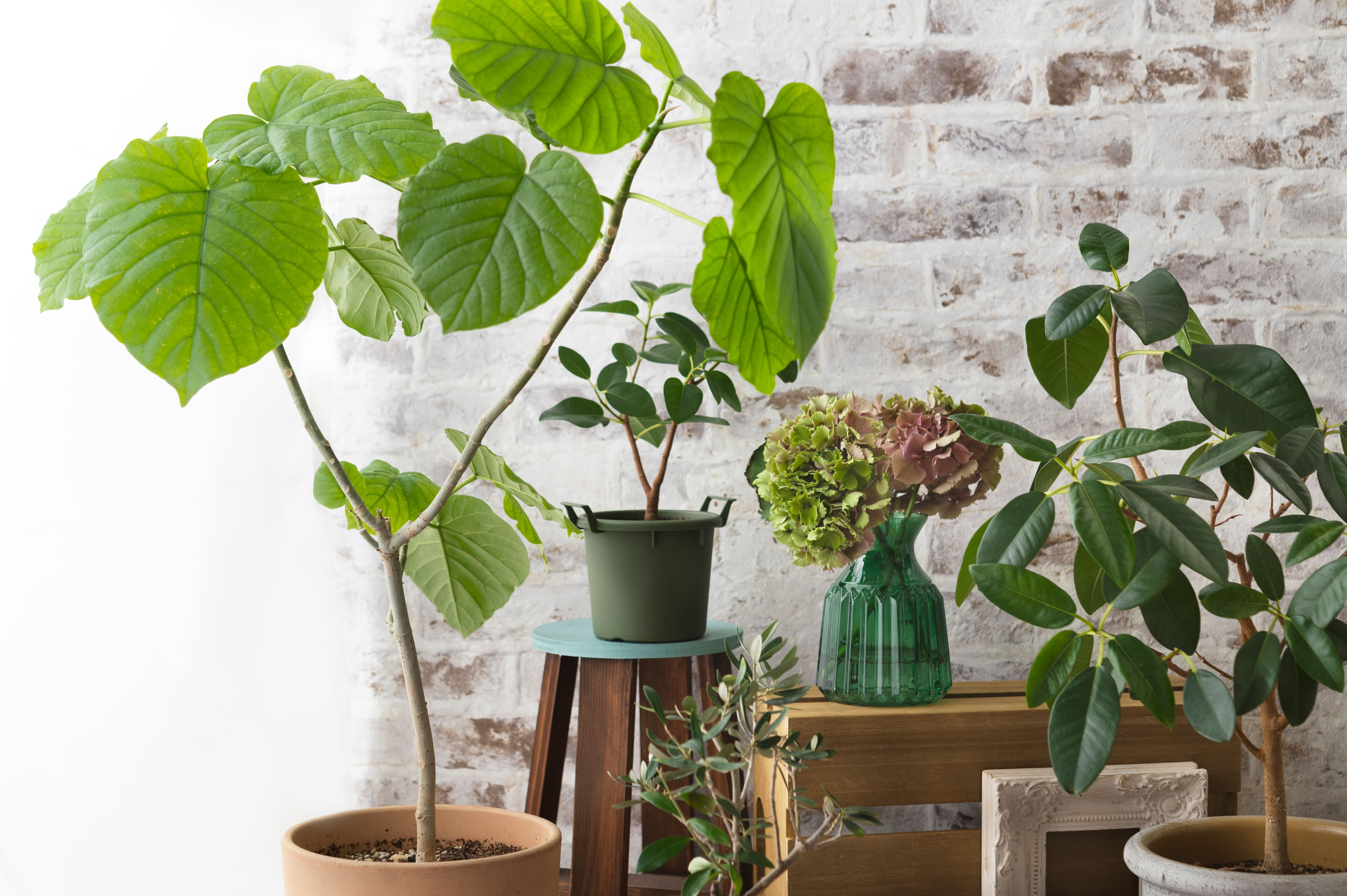 有限会社 プラネットファーム