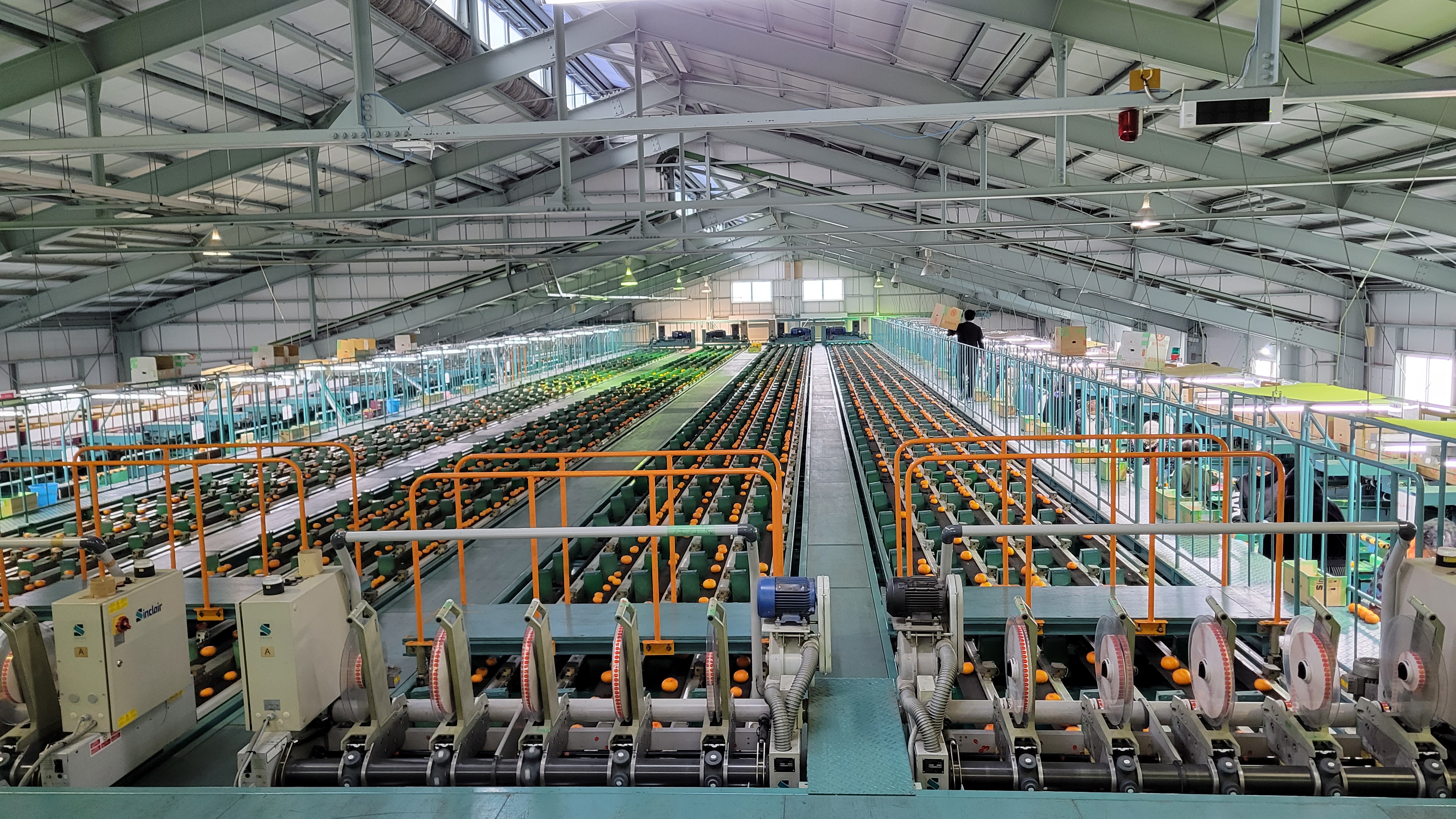 真穴柑橘共同選果部会