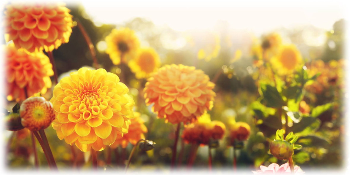 キンジョウ農園