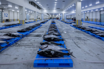 競り業務補助 | JF沖縄魚市場有限責任事業組合の求人