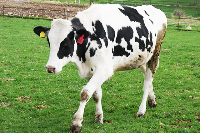 沖縄県 乳用牛第一検定組合 メイン画像-1