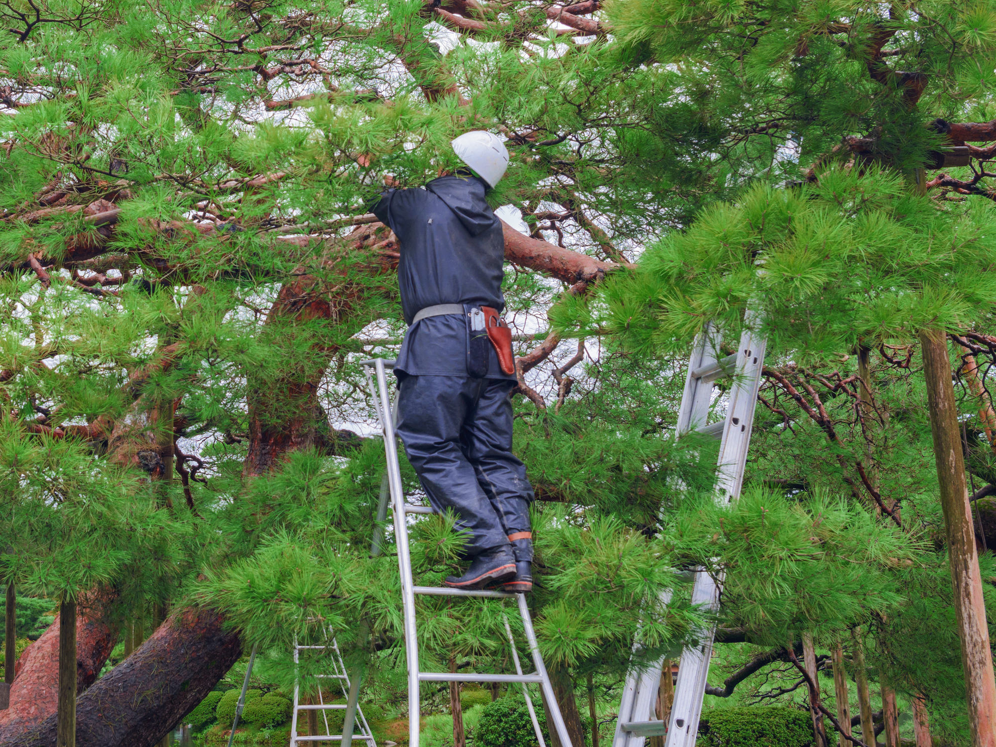 造園現場作業員(経験者・未経験) | 有限会社 桂植木の求人