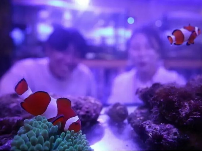 【障がい者採用求人】 オフィス内でサンゴ保全業務スタッフ | サンクスラボ株式会社 浦添オフィスの求人